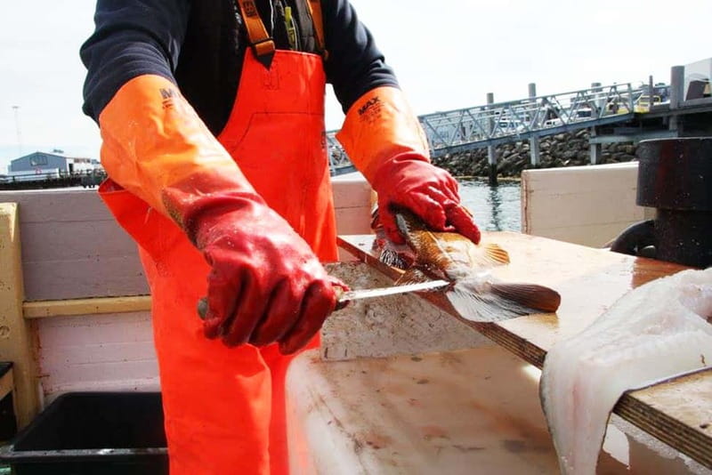 Reykjavik: Traditional Sea Fishing with BBQ Feast - What You’ll Fish For: Cod, Haddock, Rockfish, and Pollock