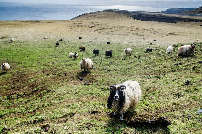 Reykjavik - Westman Islands (Bus transfer to Landeyjahöfn) - Westman Islands Freedom: Using the Islands on Your Terms
