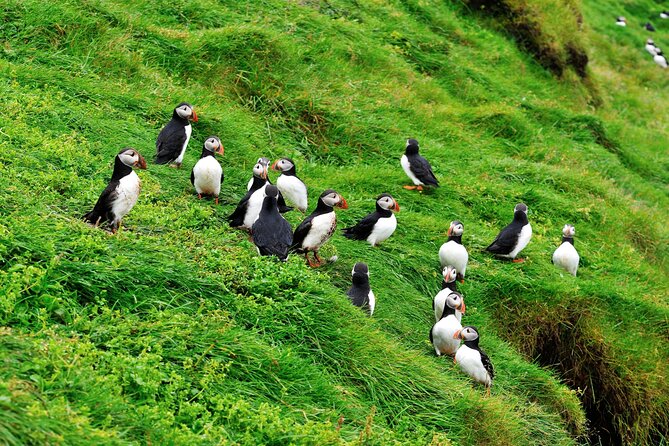 Reykjavik - Westman Islands (Bus transfer to Landeyjahöfn) - Small Group Ride, Clear Capacity, and a Practical Pace