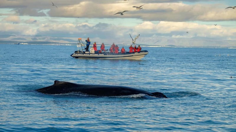 Reykjavik: Whale and Puffin Watching RIB Boat Tour - Key things I’d plan around on this RIB tour