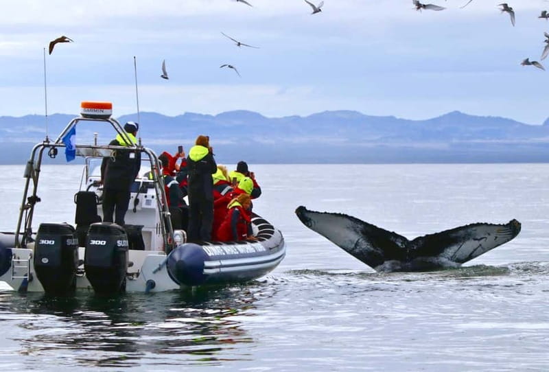 Reykjavik: Whale and Puffin Watching RIB Boat Tour - Puffin islands first, then the wider hunt for whales and dolphins