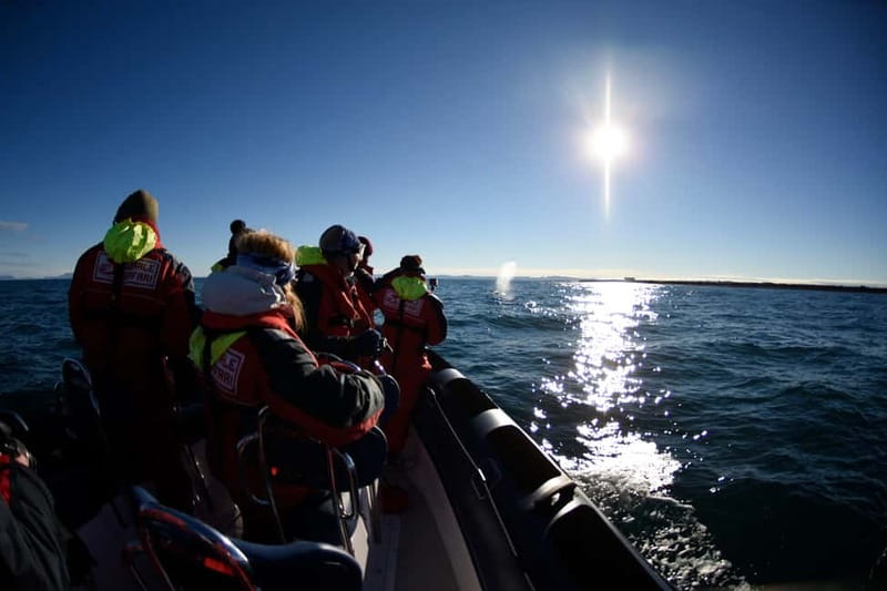 Reykjavik: Whale and Puffin Watching RIB Boat Tour - What the ride feels like: speed, wind, and staying warm