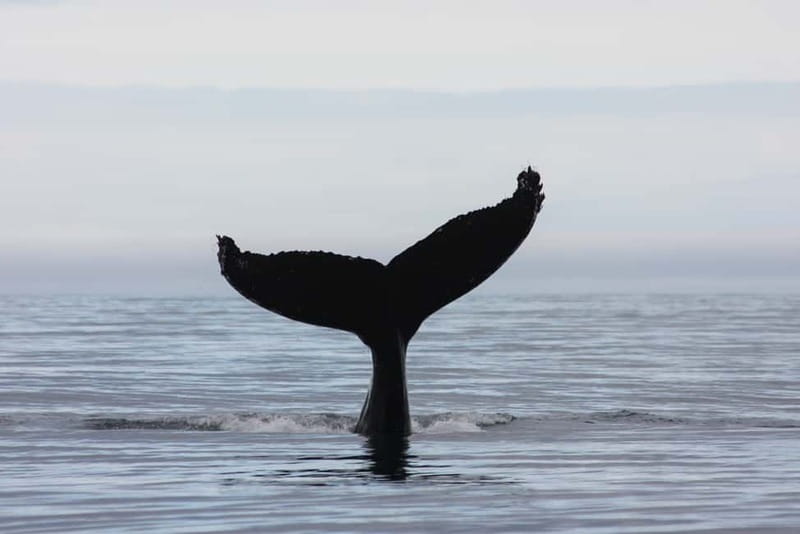 Reykjavik: Whale and Puffin Watching RIB Boat Tour - Timing and seasons: when whales and puffins are most likely