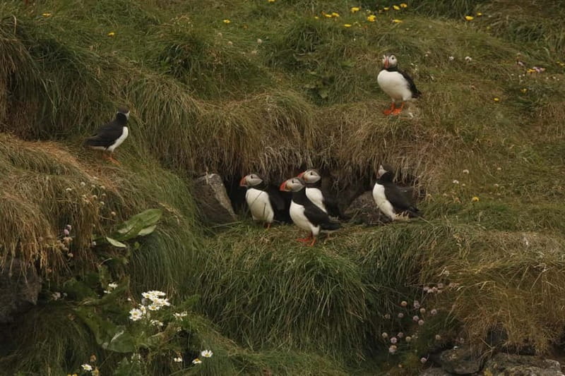 Reykjavik: Whale and Puffin Watching RIB Boat Tour - Photo sharing that turns the trip into a souvenir