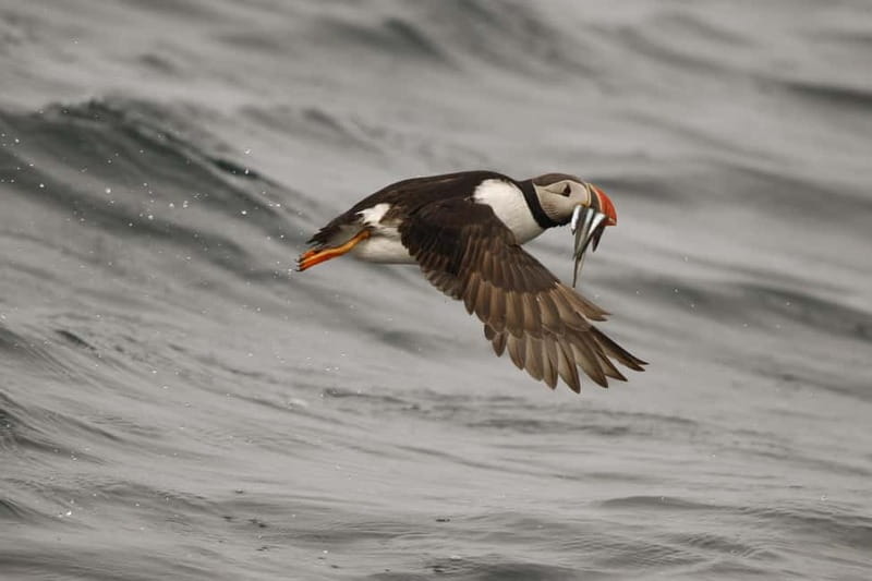 Reykjavik: Whale and Puffin Watching RIB Boat Tour - Price, value, and what $191 actually buys you
