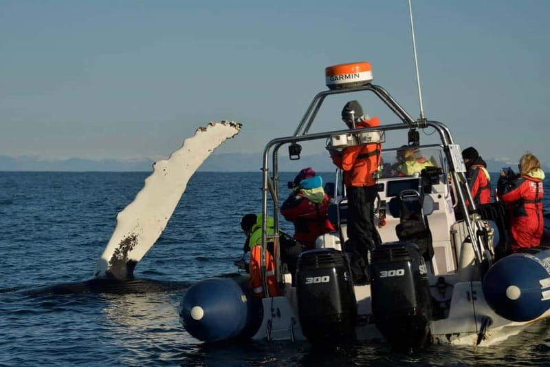 Reykjavik: Whale and Puffin Watching RIB Boat Tour - Who this RIB whale and puffin tour is perfect for