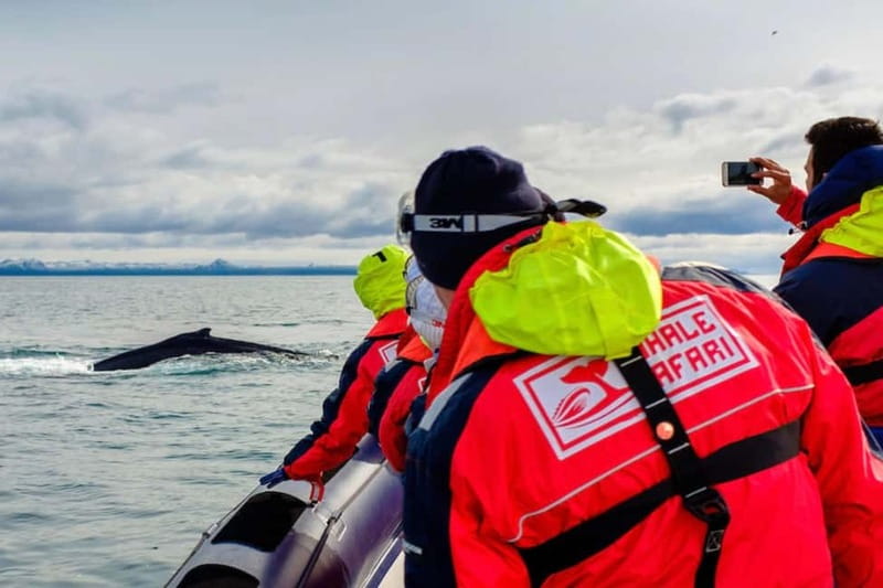 Reykjavik: Whale and Puffin Watching RIB Boat Tour - Why a RIB boat changes whale and puffin watching