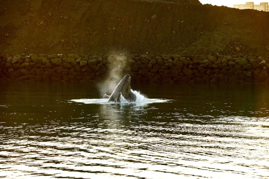 Reykjavik: Whale & Marine Adventure Tour - Reykjavík’s Old Harbor, But Make It Whale Watching