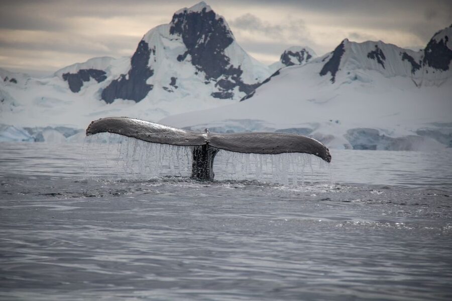 Reykjavik: Whale & Marine Adventure Tour - How the Guide Makes the Watching Easier