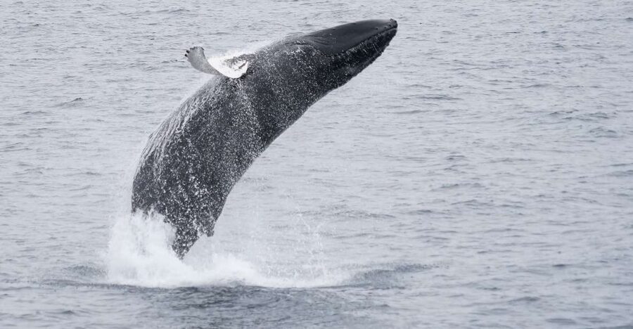 Reykjavik: Whale & Marine Adventure Tour - Timing and Duration: Why the Clock Can Flex