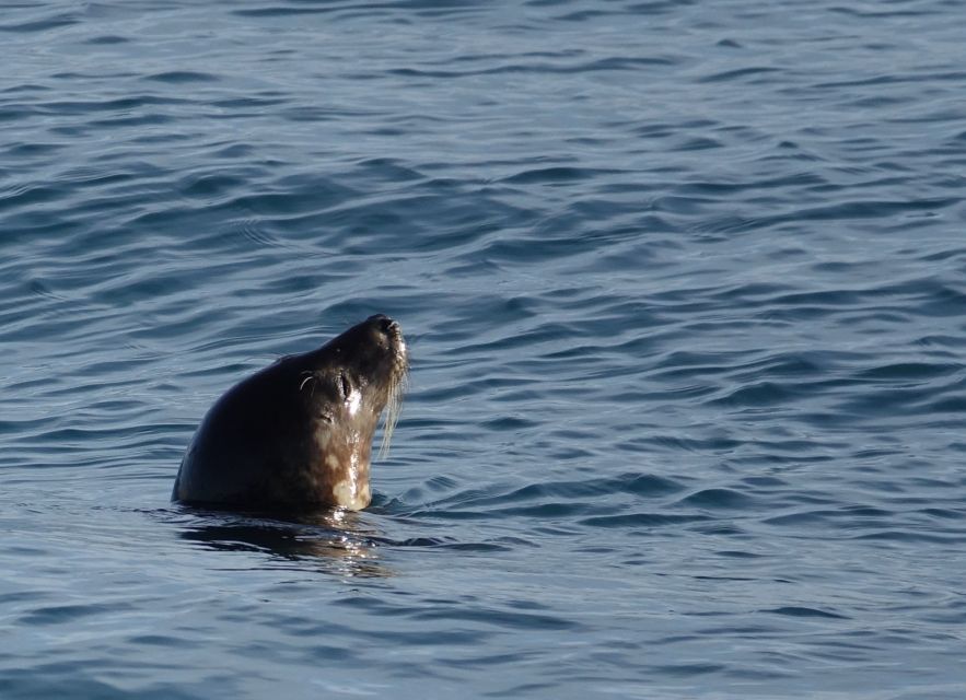 Reykjavik: Whale & Marine Adventure Tour - Price and Value: Is $104 Worth It?