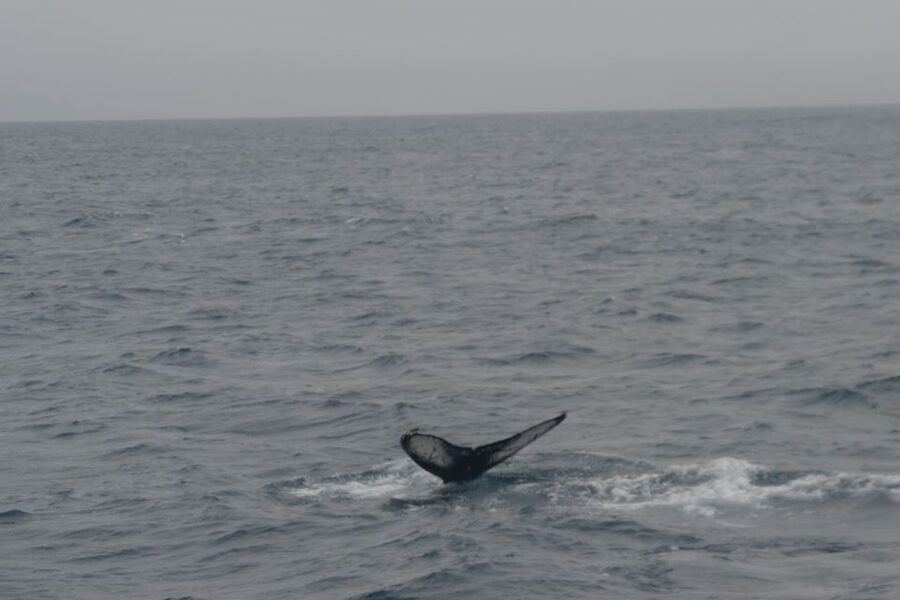Reykjavik: Whale Watching and Dolphin Watching Yacht Cruise - Key things to notice before you go