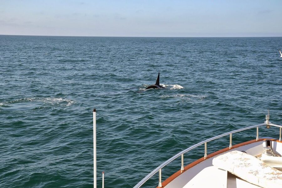 Reykjavik: Whale Watching and Dolphin Watching Yacht Cruise - WiFi and warmth: why small comforts actually add value
