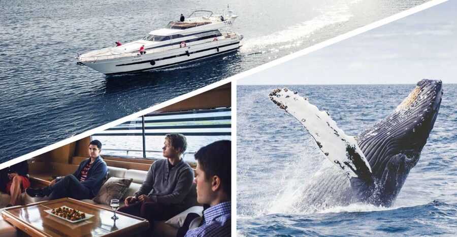 Reykjavik: Whale Watching and Dolphin Watching Yacht Cruise - Old Harbor check-in, then straight to Faxafloi Bay