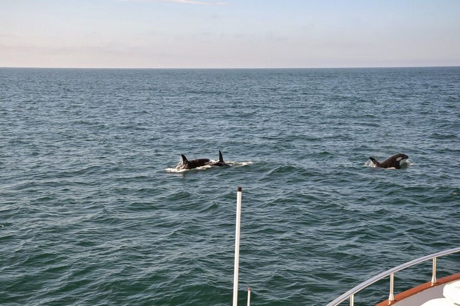Reykjavik: Whale Watching and Dolphin Watching Yacht Cruise - Staying warm when the wind shows up