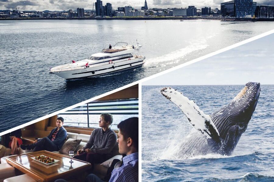 Reykjavik: Whale Watching and Dolphin Watching Yacht Cruise - The guide and captain work that makes spotting easier