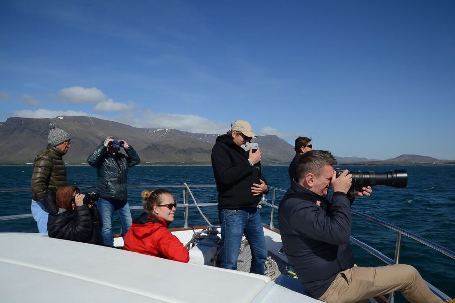 Reykjavik: Whale Watching and Dolphin Watching Yacht Cruise - Wildlife you can hope for, not promise