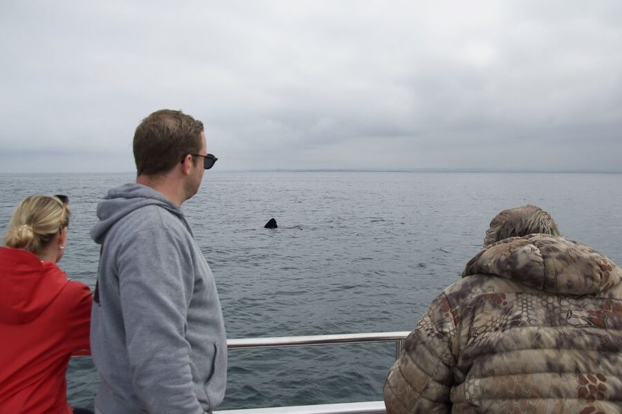 Reykjavik: Whale Watching and Dolphin Watching Yacht Cruise - Puffins and sea birds: the one seasonal detail you must plan around