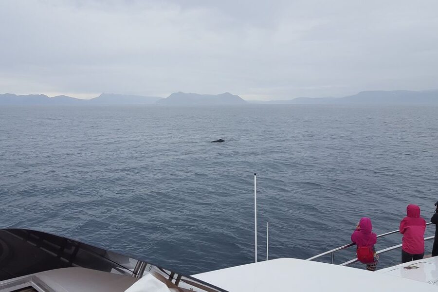 Reykjavik: Whale Watching and Dolphin Watching Yacht Cruise - The scenery piece: Reykjavik from the water feels different