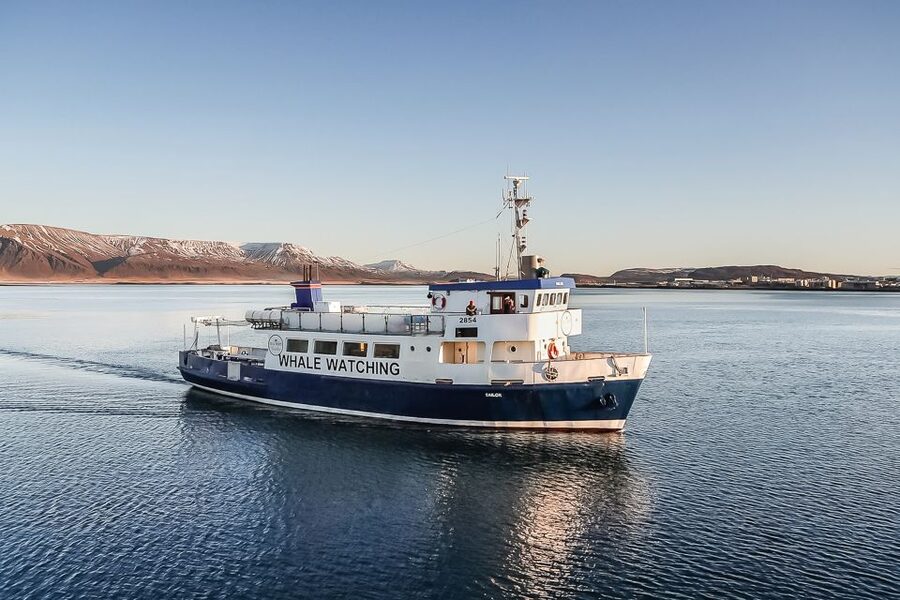 Reykjavík: Whale Watching and Marine Life Cruise - How the guides find whales: spotting systems and behavior talk