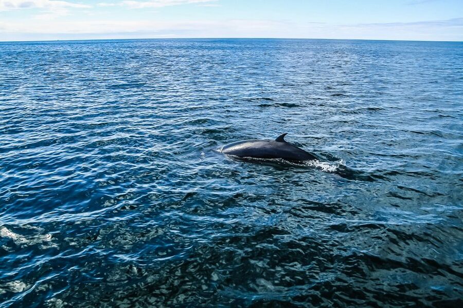 Reykjavík: Whale Watching and Marine Life Cruise - The onboard setup: heated cabins, toilets, and where to warm up