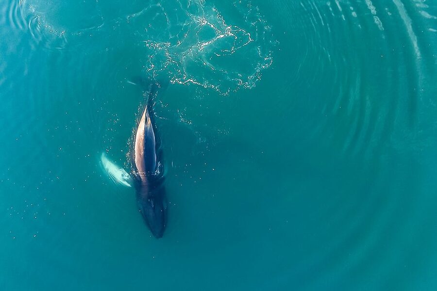 Reykjavík: Whale Watching and Marine Life Cruise - Wildlife you might see besides whales (and how to notice it fast)