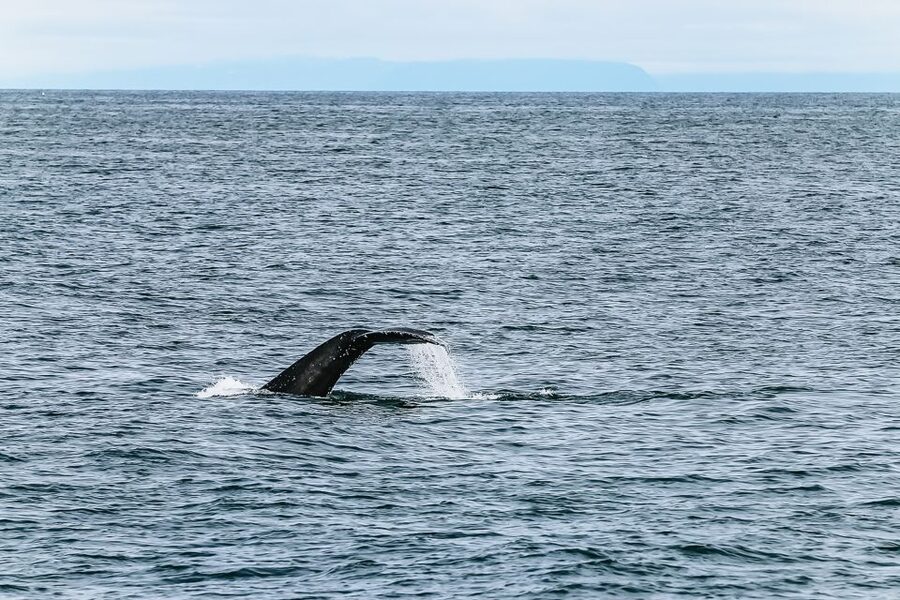 Reykjavík: Whale Watching and Marine Life Cruise - Responsible whale watching you can actually feel