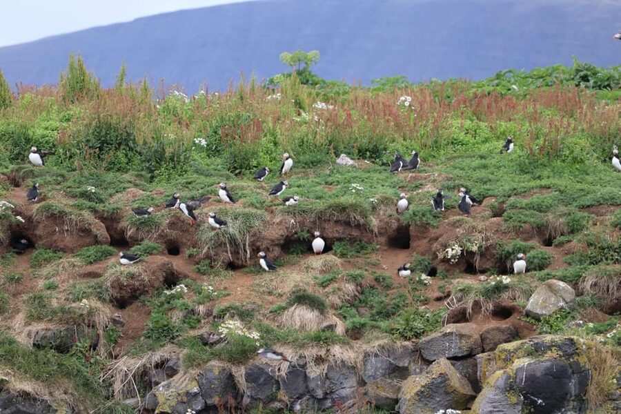 Reykjavik: Whale Watching and Puffin Excursion - Key points before you go