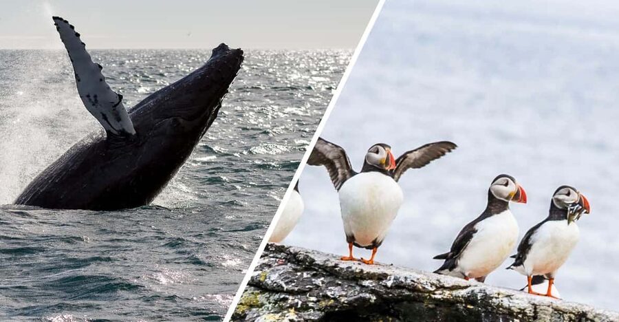 Reykjavik: Whale Watching and Puffin Excursion - From Geirsgata to the Atlantic: what the whale cruise is really like