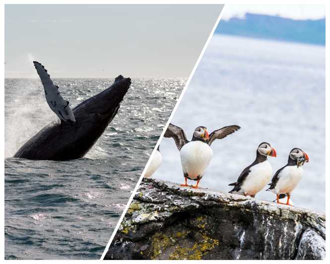 Reykjavik: Whale Watching and Puffin Excursion - Spotting whales: how the guides and onboard setup help you
