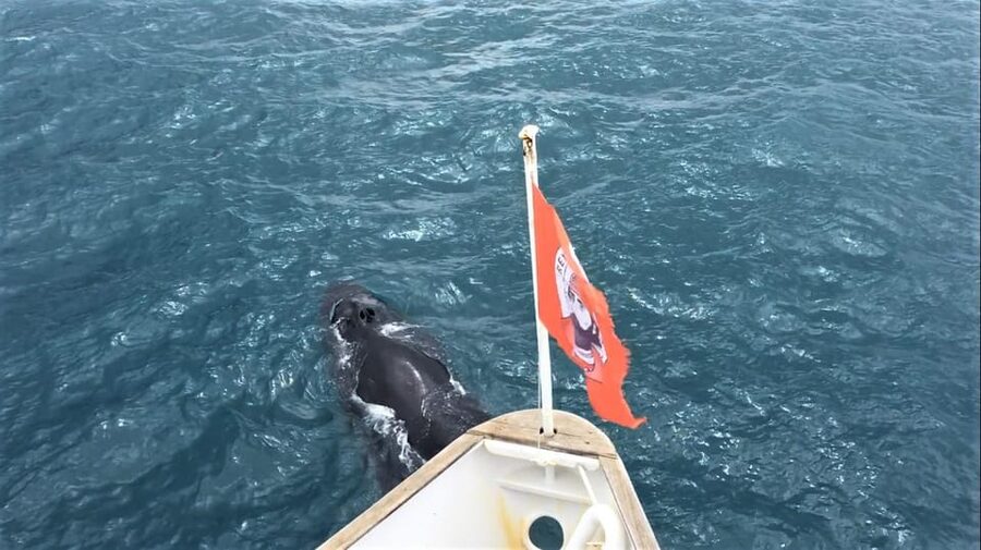 Reykjavik: Whale Watching and Puffin Excursion - On-board comforts that actually help: WiFi, tablets, and English guides