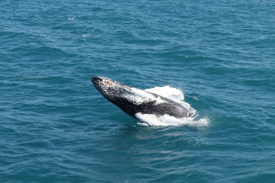 Reykjavik: Whale Watching and Puffin Excursion - Price and value: is $153 fair for whales plus puffins?