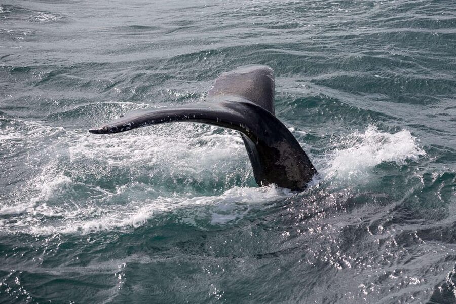 Reykjavik: Whale Watching and Puffin Excursion - Whale boat timing: picking 09:00 or 13:00 for a smooth day