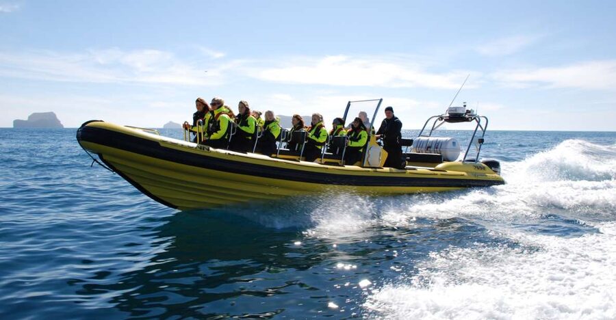 Reykjavik: Whale Watching by RIB Speedboat - Wildlife odds: whales, dolphins, porpoises, and likely seabirds