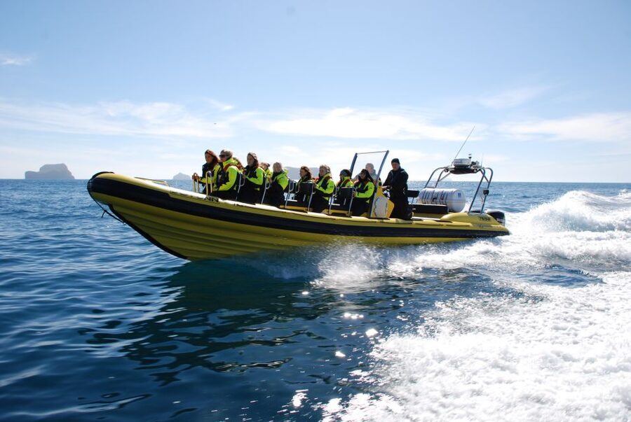 Reykjavik: Whale Watching by RIB Speedboat - How the 2 hours usually play out