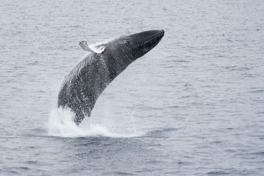 Reykjavik: Whale Watching by RIB Speedboat - Price and value: is $200 per person fair here?