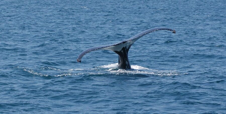 Reykjavik: Whale Watching by RIB Speedboat - Who should book (and who should skip this RIB whale safari)