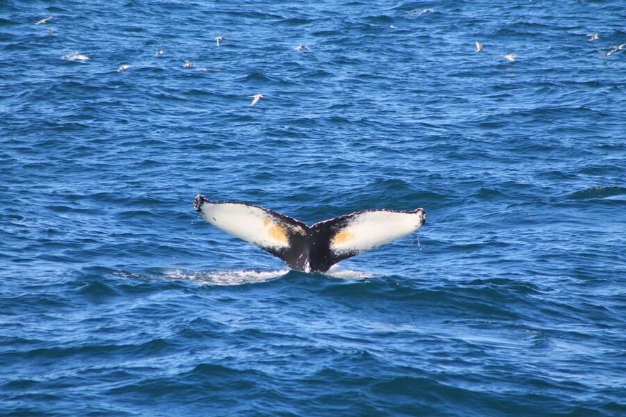 Reykjavík: Whale Watching Cruise and FlyOver Combo Ticket - Key Points You Should Know Before You Go