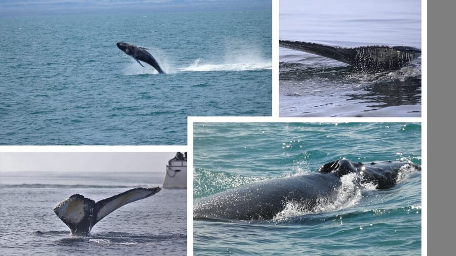 Reykjavík: Whale Watching Cruise and FlyOver Combo Ticket - Timing the Combo Ticket and Avoiding Check-In Stress