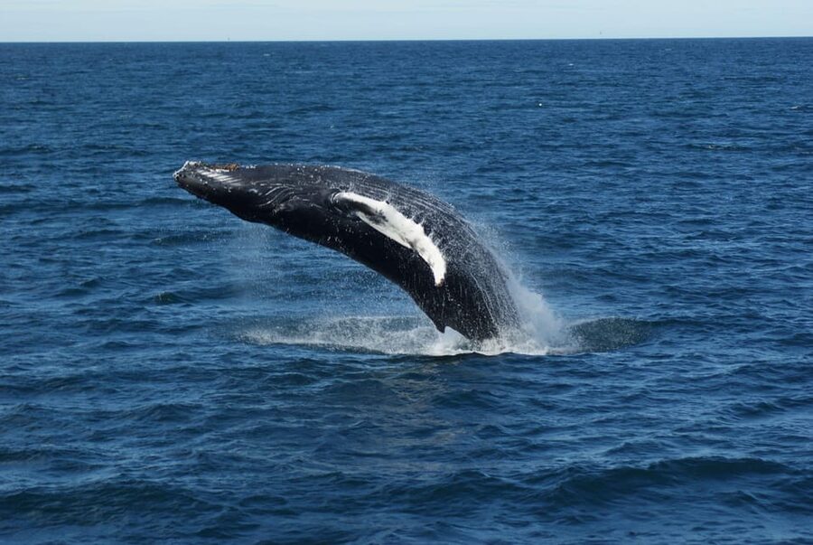 Reykjavík: Whale Watching Cruise and FlyOver Combo Ticket - Weather, Seasickness, and Who This Boat Trip Fits