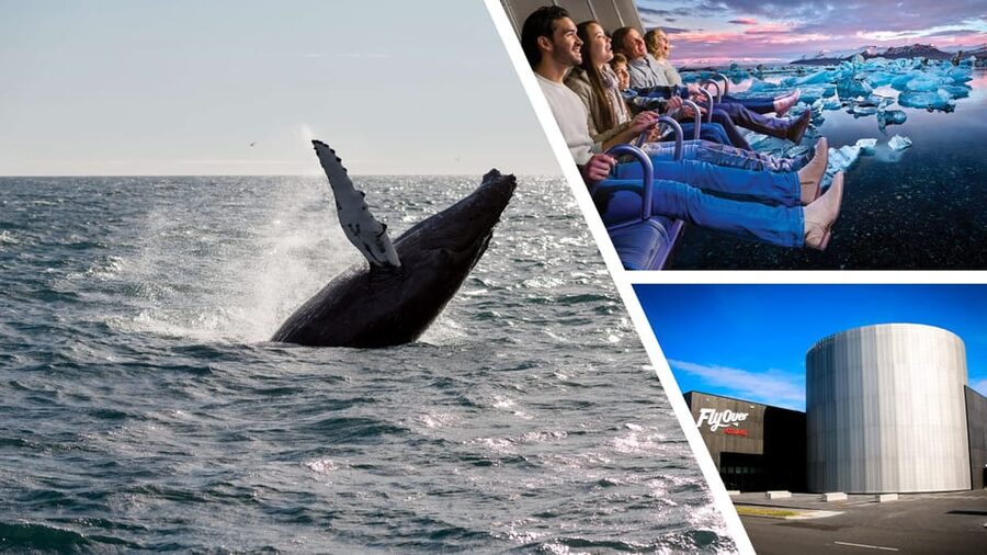 Reykjavík: Whale Watching Cruise and FlyOver Combo Ticket - Should You Book This Reykjavik Whale Watching and FlyOver Ticket?