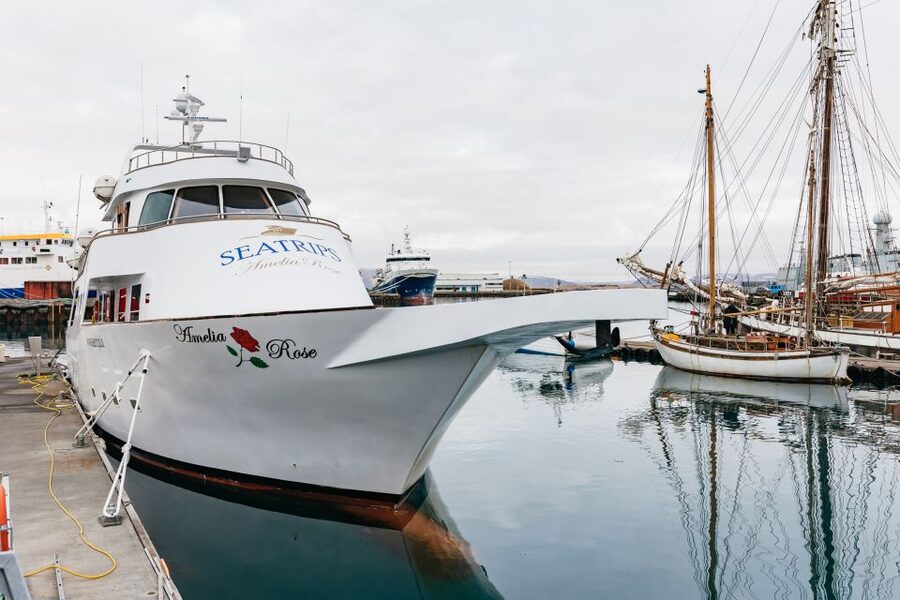 Reykjavík: Whale Watching Cruise on the Amelia Rose Yacht - Key things I’d circle before you book