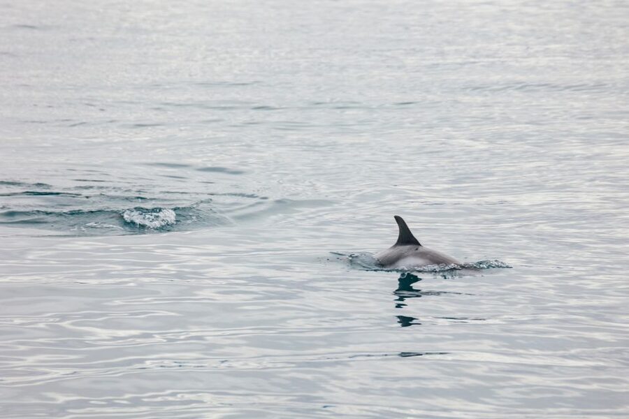 Reykjavík: Whale Watching Cruise on the Amelia Rose Yacht - Should you book the Amelia Rose whale watching cruise in Reykjavik?