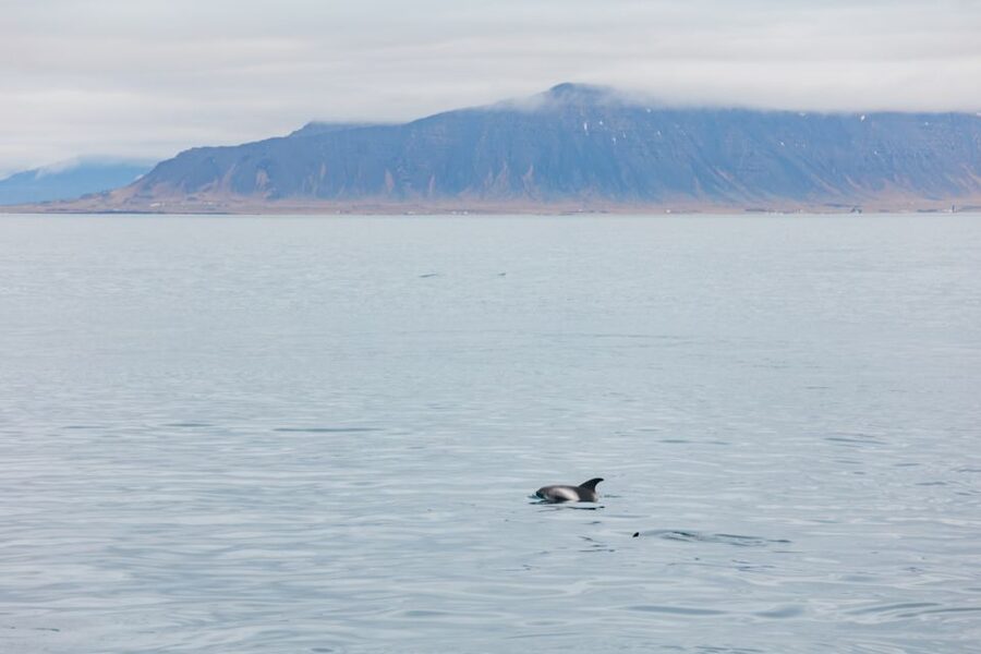Reykjavík: Whale Watching Cruise on the Amelia Rose Yacht - What wildlife you might see near Reykjavik (and why it can vary)