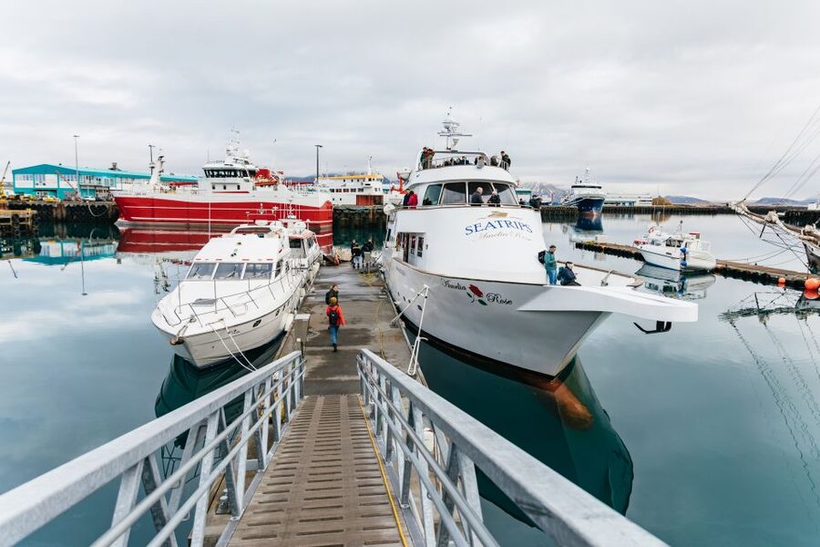 Reykjavík: Whale Watching Cruise on the Amelia Rose Yacht - Seasickness, wind, and timing: what weather changes for you