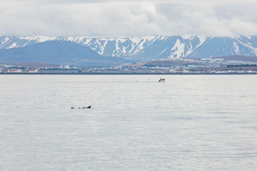 Reykjavík: Whale Watching Cruise on the Amelia Rose Yacht - Price and value: is $107 for 3 hours reasonable?