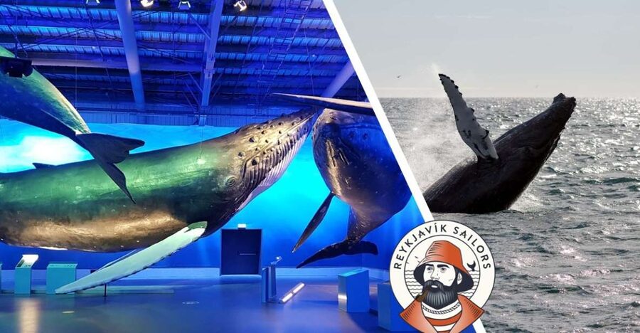 Reykjavik: Whale Watching Excursion & Whale Exhibition - Key things that make this Reykjavik tour worth your time