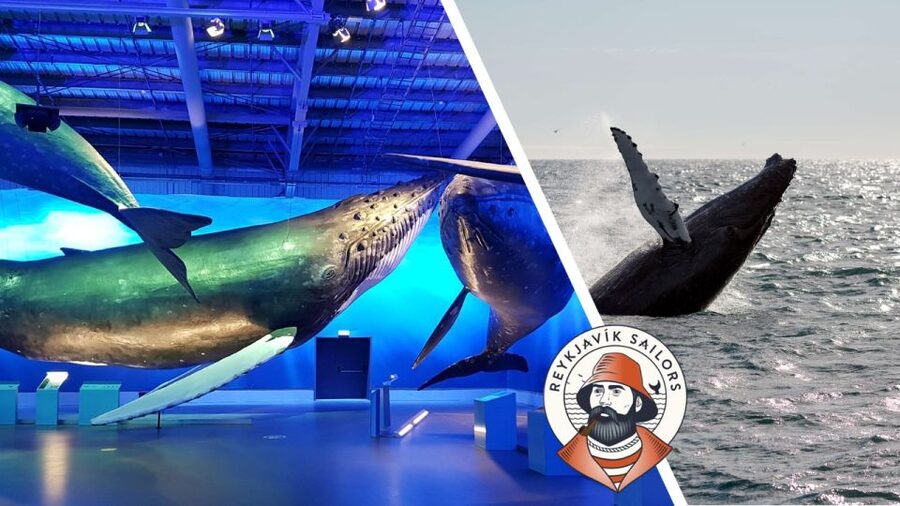 Reykjavik: Whale Watching Excursion & Whale Exhibition - Why Reykjavik is such a strong choice for whale watching