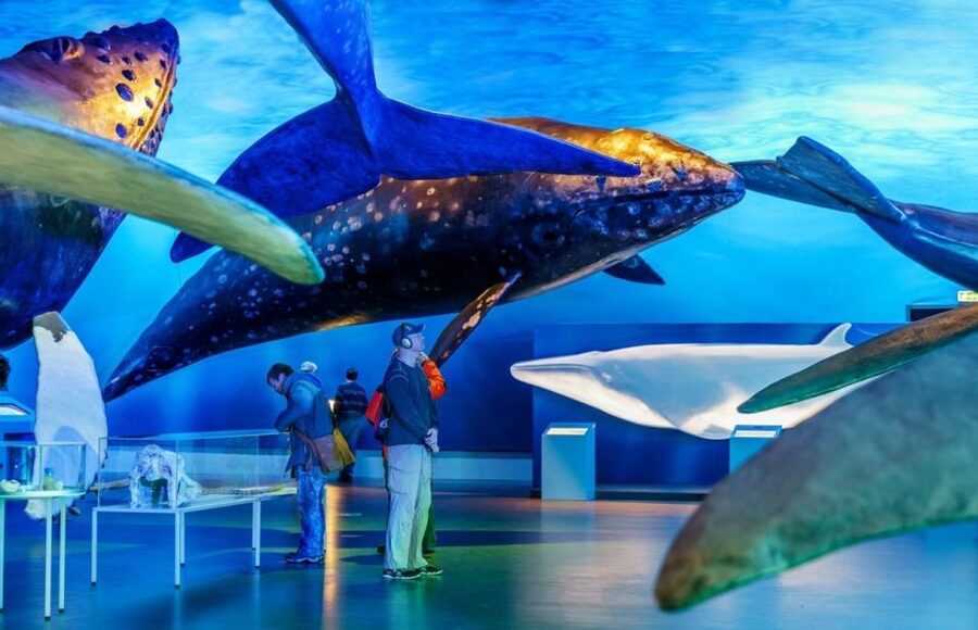 Reykjavik: Whale Watching Excursion & Whale Exhibition - The 3-hour Atlantic cruise: what the boat experience gets right