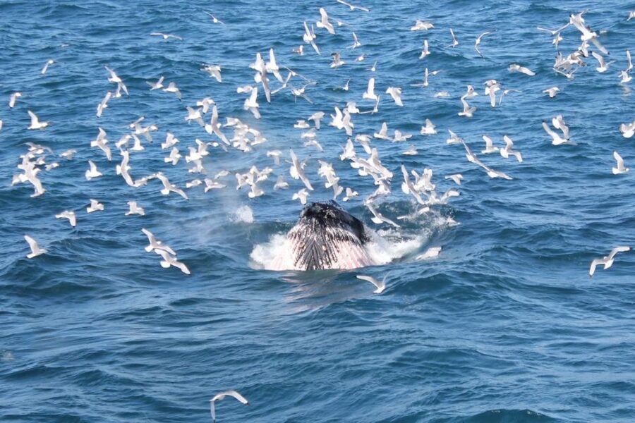 Reykjavik: Whale Watching Excursion & Whale Exhibition - Deck time matters, and so does your sea-sickness plan